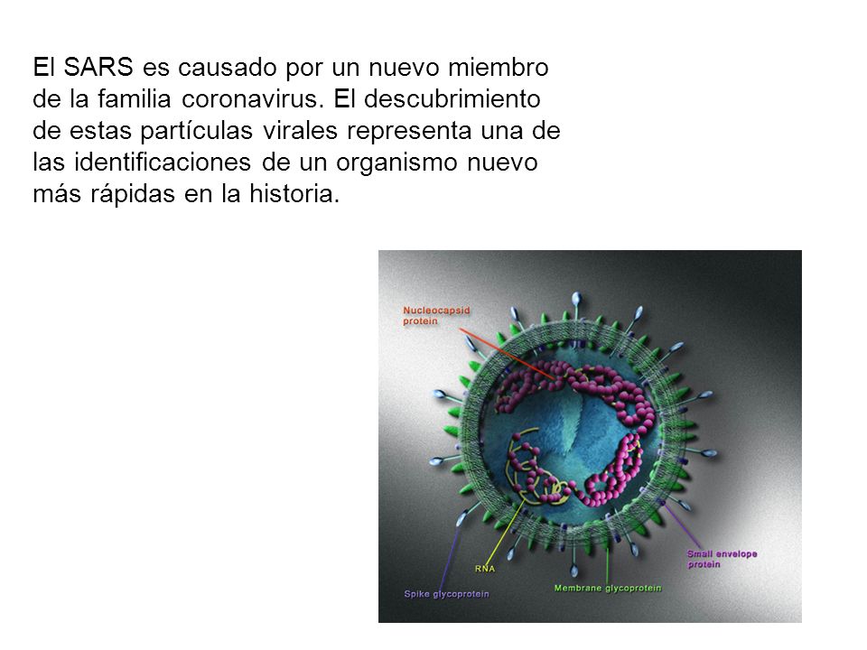 El SARS es causado por un nuevo miembro de la familia coronavirus.