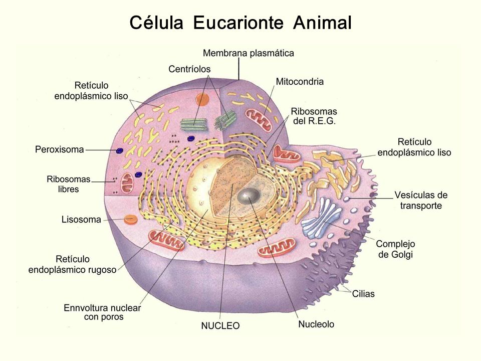 CELULA PROCARIONTE Y EUCARIONTE celula procarionte y eucarionte: