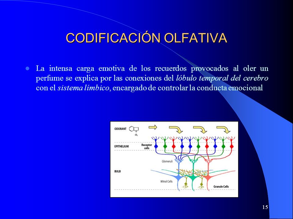 Los preparados del alcoholismo introducido intravenosamente