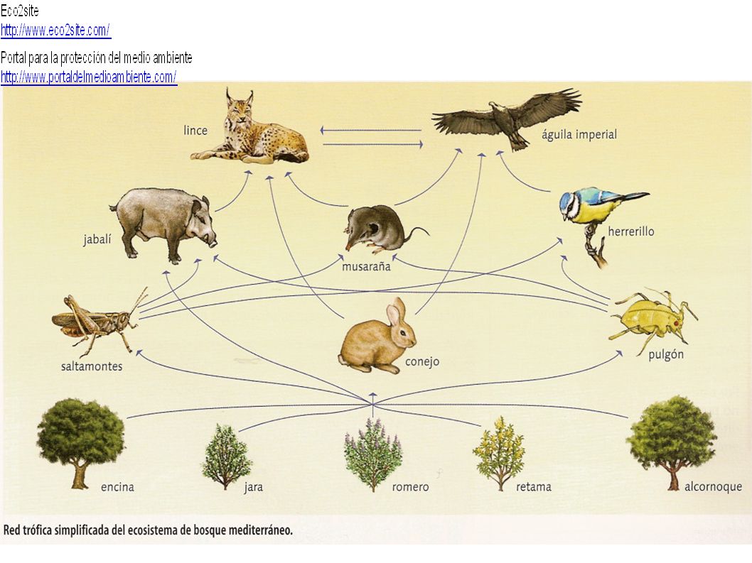 Resultado de imagen para relaciones troficas entre los ecosistemas