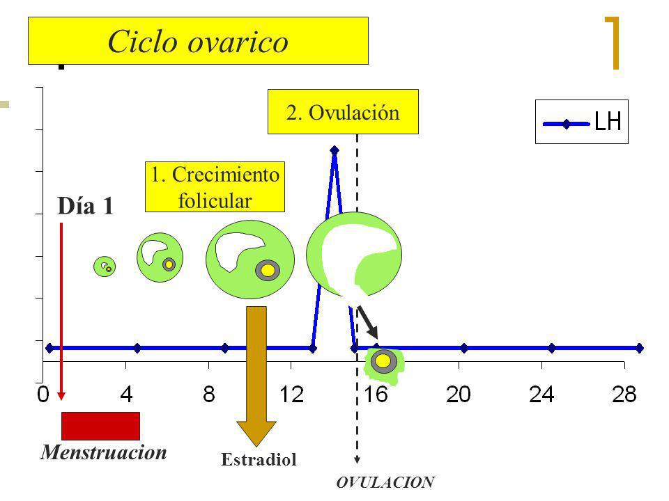 Día 1 Menstruacion OVULACION Estradiol Ciclo ovarico 1. Crecimiento folicular 2. Ovulación