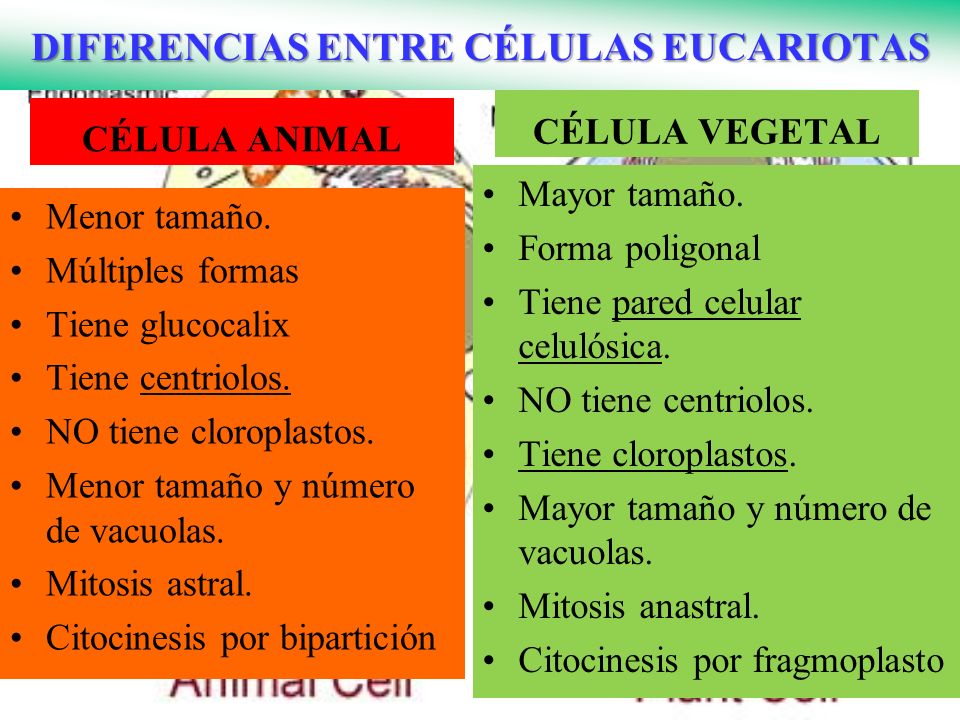 FORMA TAMANO CELULA forma tamano celula: