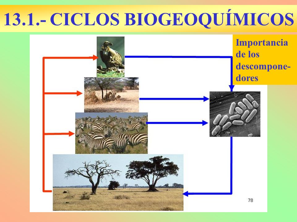 IMPORTANCIA DE LA BIOTECNOLOGIA importancia de la biotecnologia: