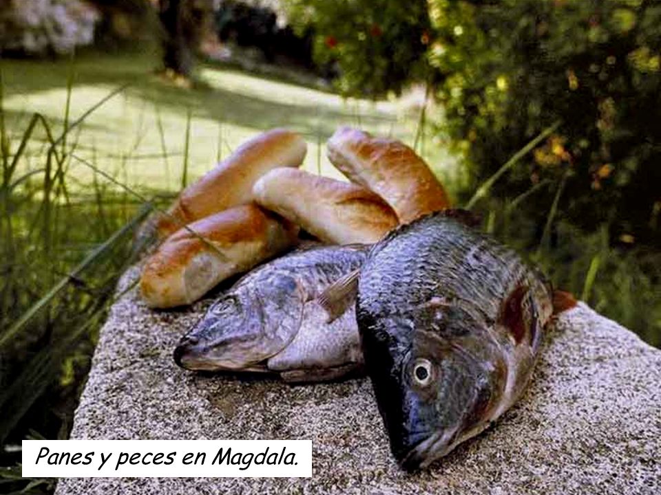 Panes y peces en Magdala.