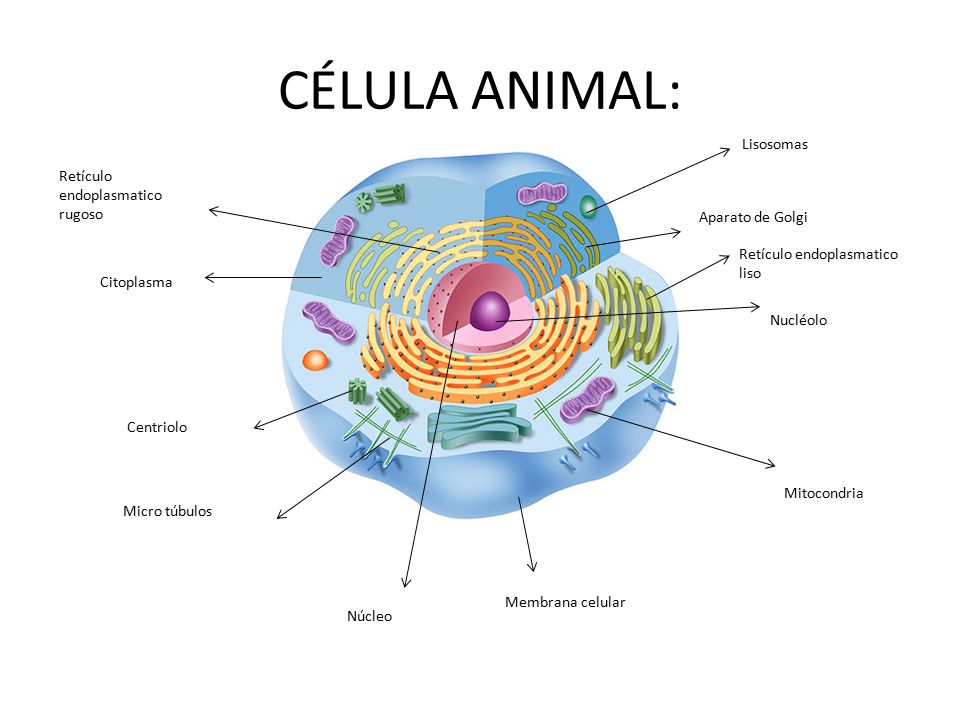 Resultado de imagen para celula animal