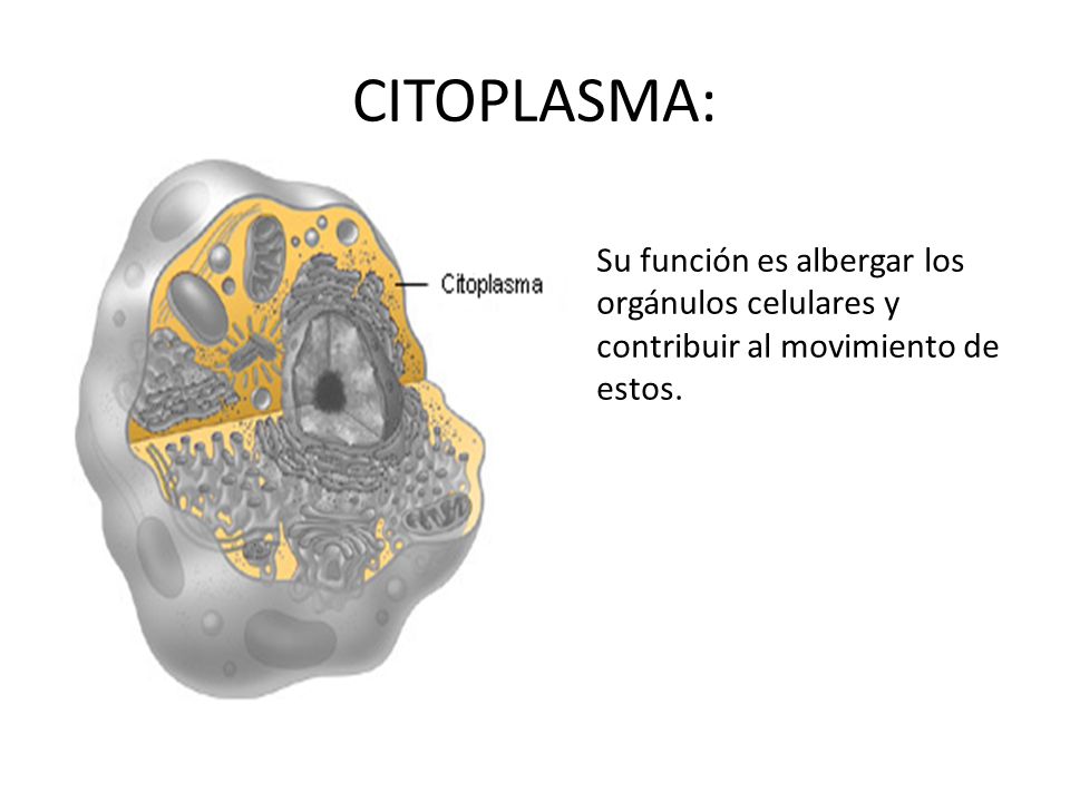 Resultado de imagen para citoplasma celula animal