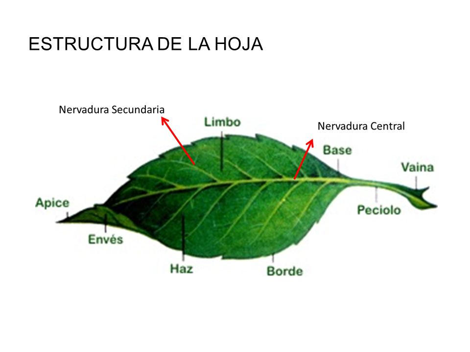 Externa: Peciolo, limbo, haz y enves. Interna: epidermis, mesofilo.