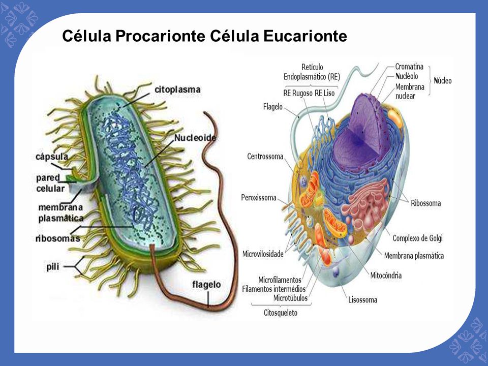 Resultado de imagen para Células procarionte y eucarionte