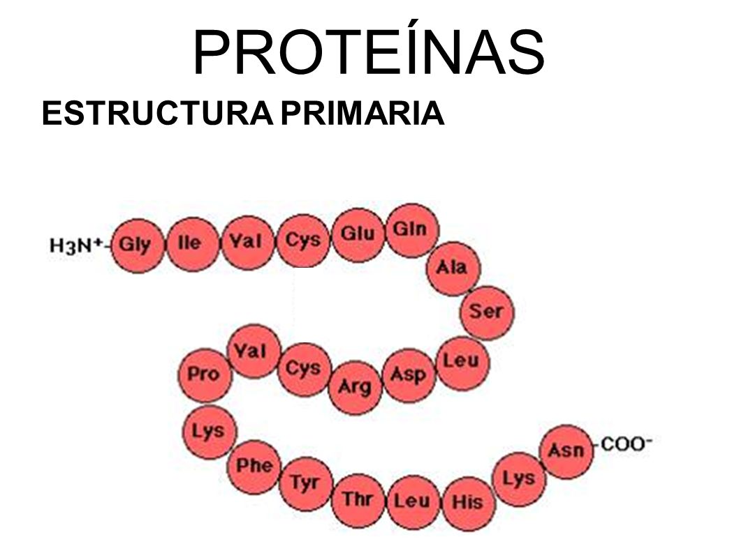 Nutrición animal