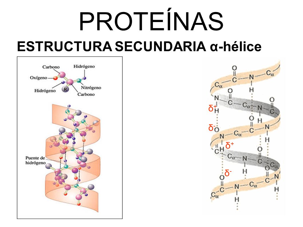 Resultado de imagen para proteinas estructura