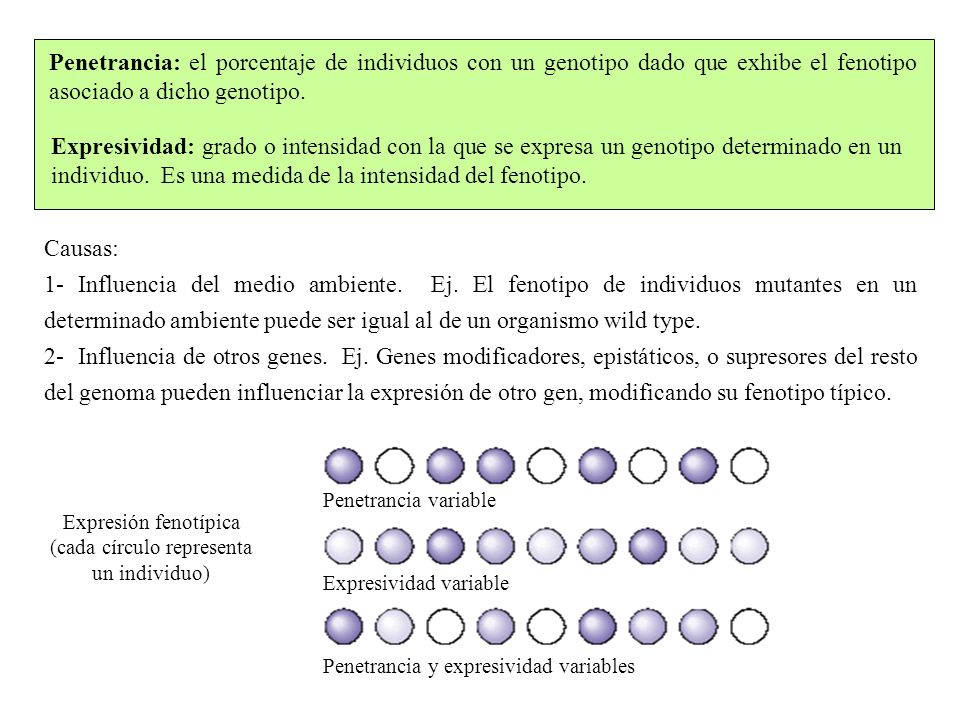 GENES PLEIOTROPICOS genes pleiotropicos:
