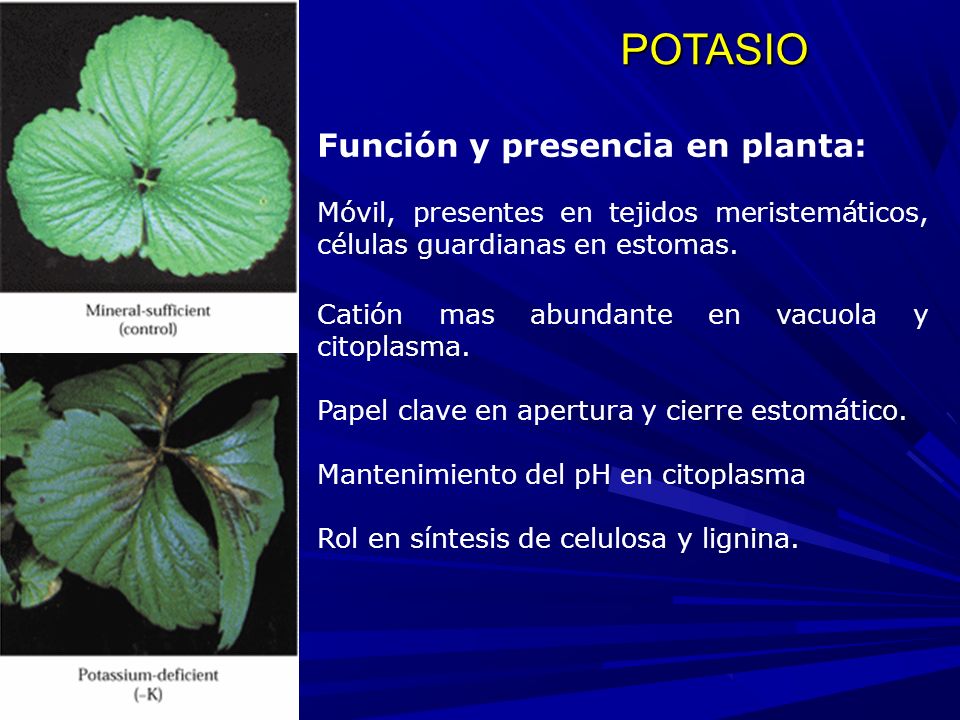 POTASIO Función y presencia en planta: Móvil, presentes en tejidos meristemáticos, células guardianas en estomas.