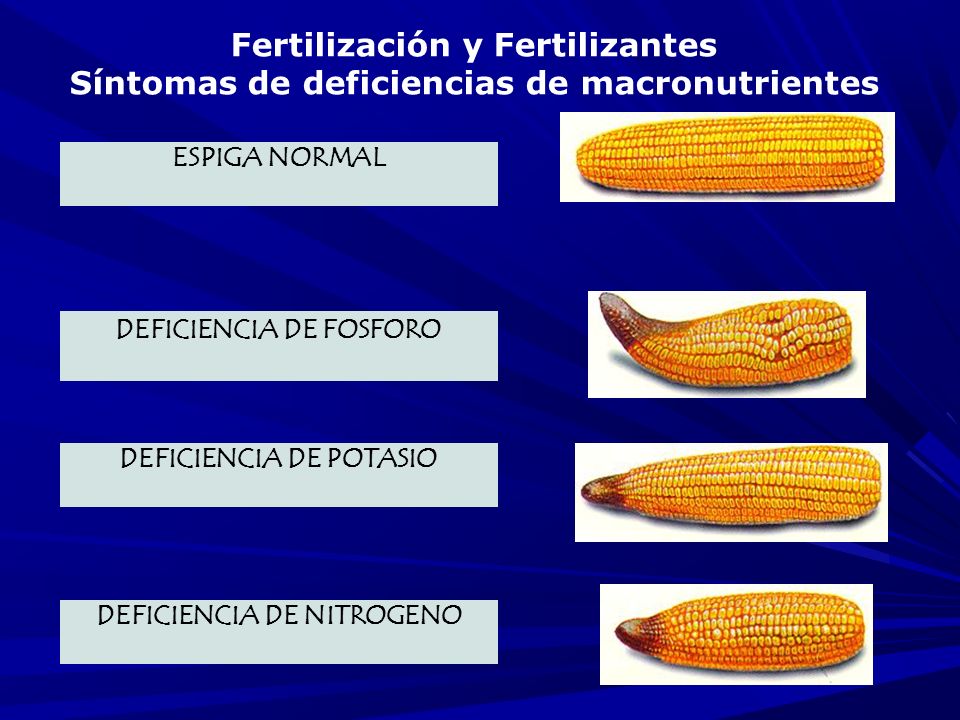 ESPIGA NORMAL DEFICIENCIA DE FOSFORO DEFICIENCIA DE POTASIO DEFICIENCIA DE NITROGENO Fertilización y Fertilizantes Síntomas de deficiencias de macronutrientes