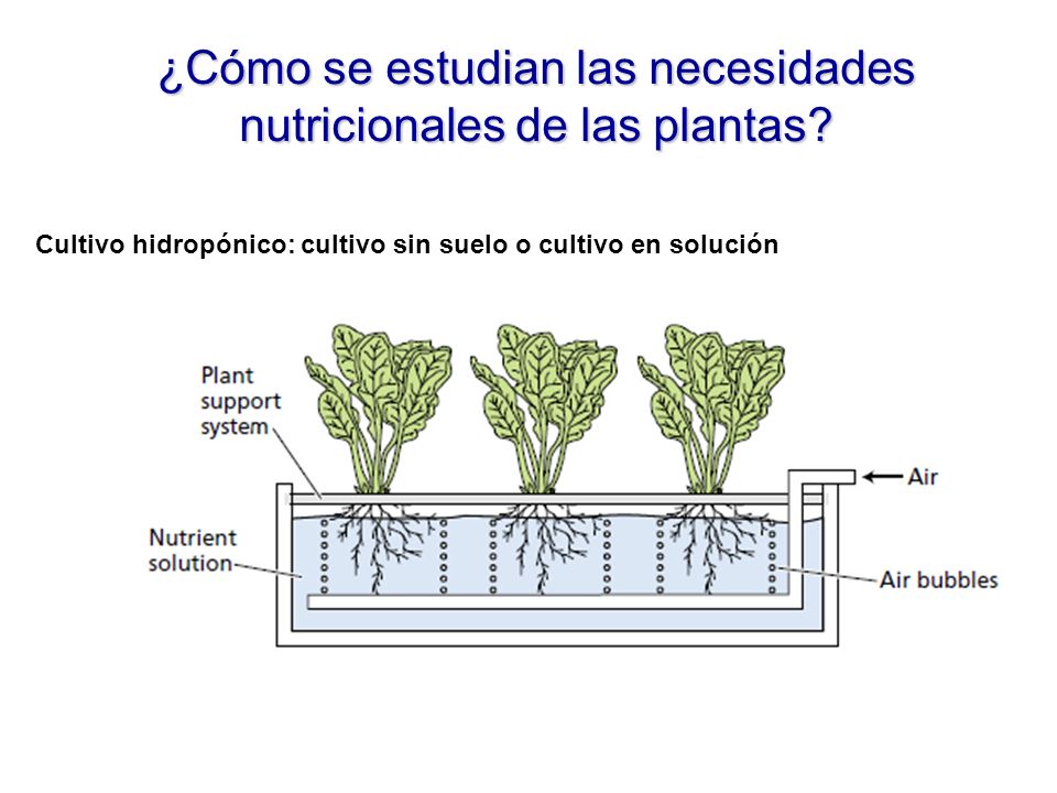 ¿Cómo se estudian las necesidades nutricionales de las plantas.