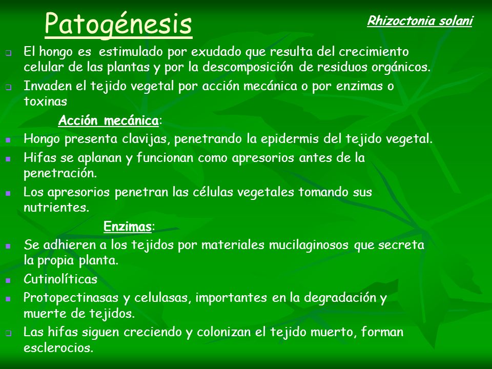PATOLOGÍAS EN LA PLANTA ALOE VERA ASPECTOS TAXONÓMICOS PATOLOGÍAS EN LA PLANTA ALOE VERA ASPECTOS TAXONÓMICOS