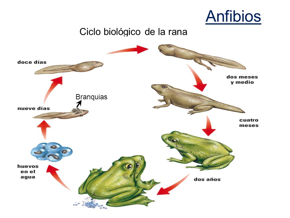 Resultado de imagen para reproduccion anfibios