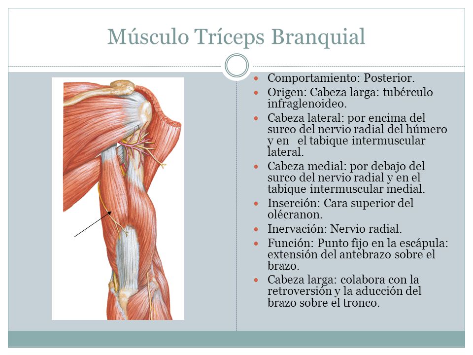 FUNCION MUSCULO TRICEPS funcion musculo triceps: