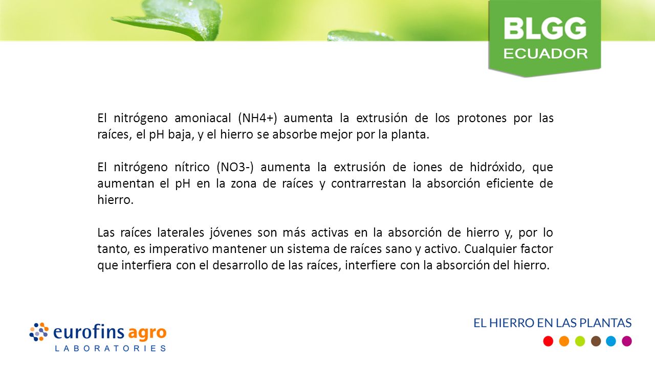 El nitrógeno amoniacal (NH4+) aumenta la extrusión de los protones por las raíces, el pH baja, y el hierro se absorbe mejor por la planta.
