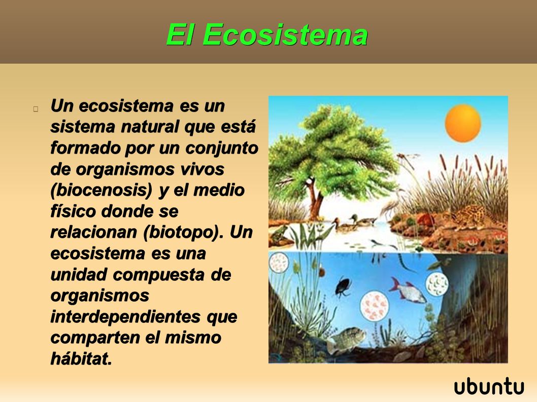 Resultado de imagen de los ecosistemas 5o primaria