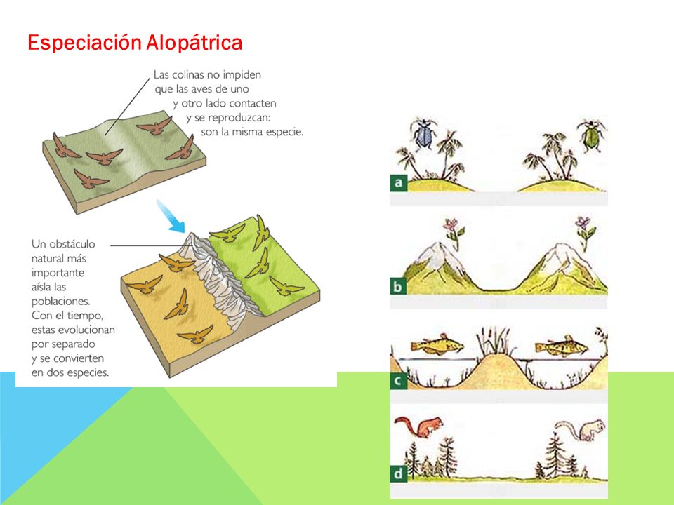 Resultado de imagen de especiacion alopatrica