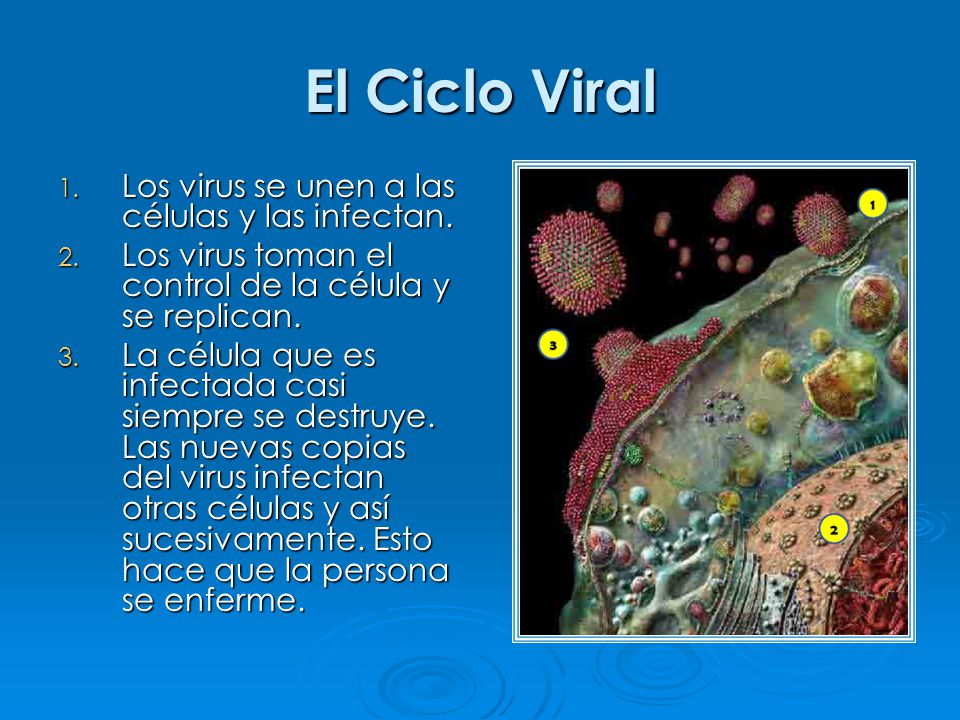 El Ciclo Viral 1. Los virus se unen a las células y las infectan.