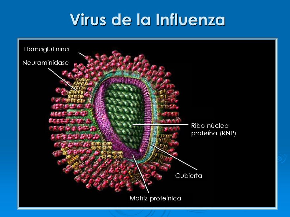 Virus de la Influenza Hemaglutinina Neuraminidase Cubierta Matriz proteínica Ribo-núcleo proteína (RNP)