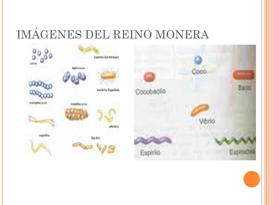 Imagenes+Del+Reino+Monera ... Reino Monera Los organismos que pertenecen al reino Mónera son