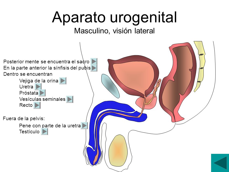 DIFERENCIA ENTRE TESTICULO OVARIO diferencia entre testiculo ovario: