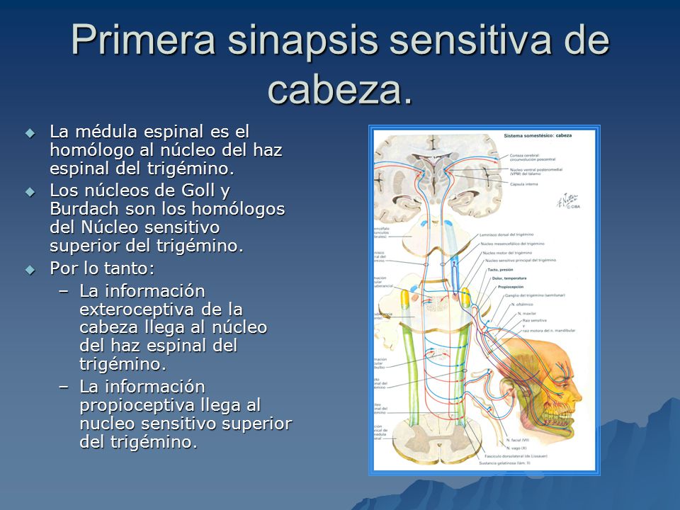 Primera sinapsis sensitiva de cabeza.