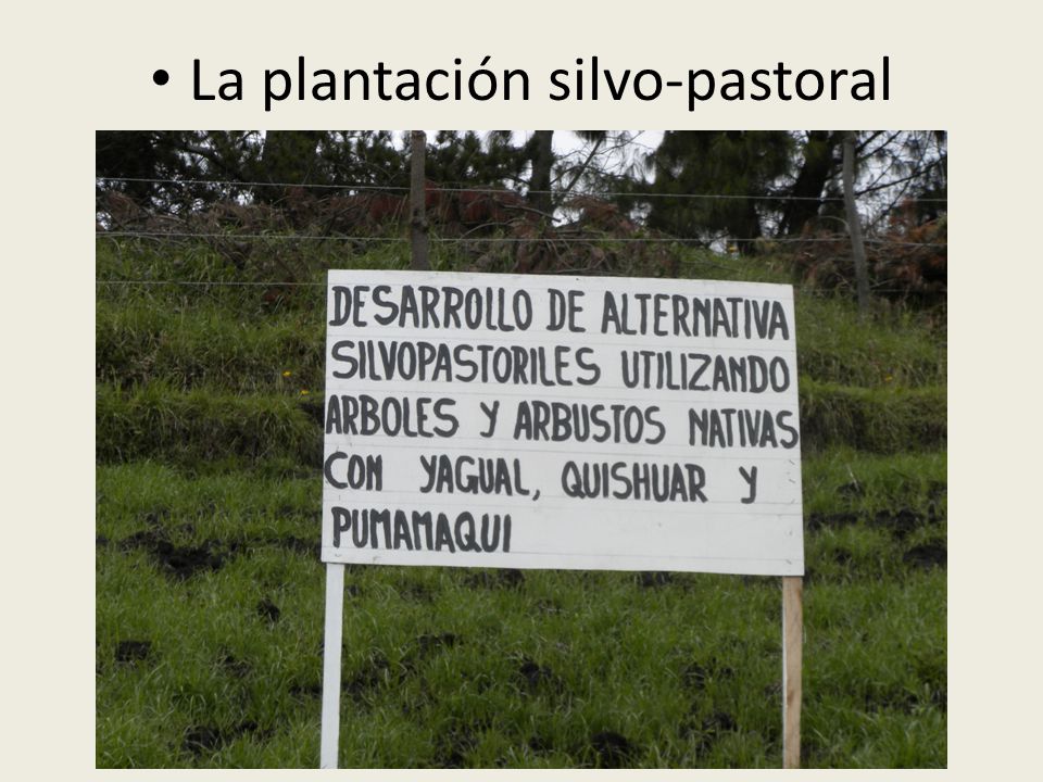 La plantación silvo-pastoral