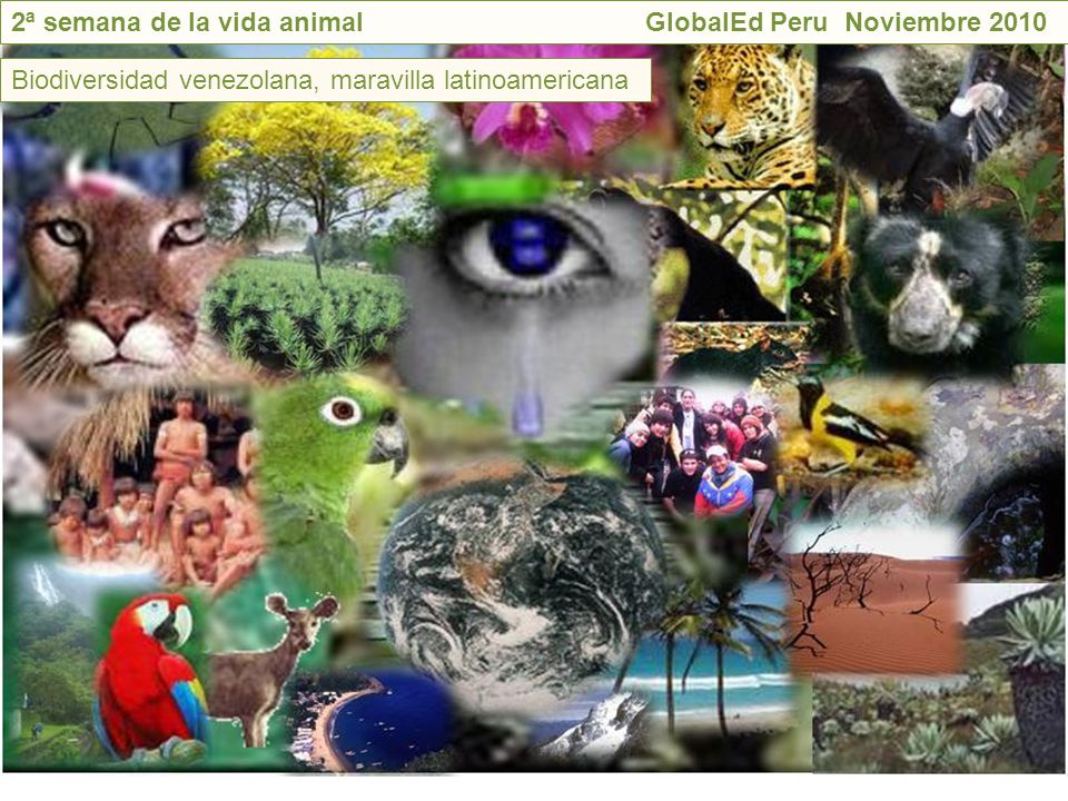 CELEBRACION DE LA SEMANA DE LA VIDA ANIMAL celebracion de la semana de la vida animal: