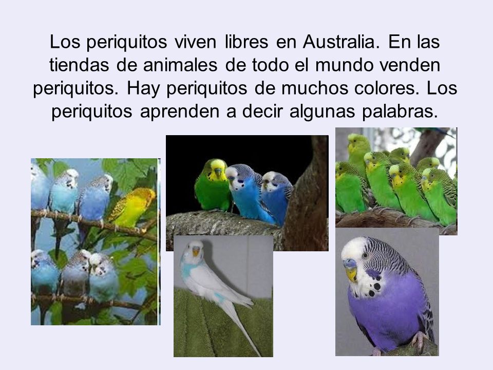 EL MUNDO DE LOS PERIQUITOS el mundo de los periquitos: