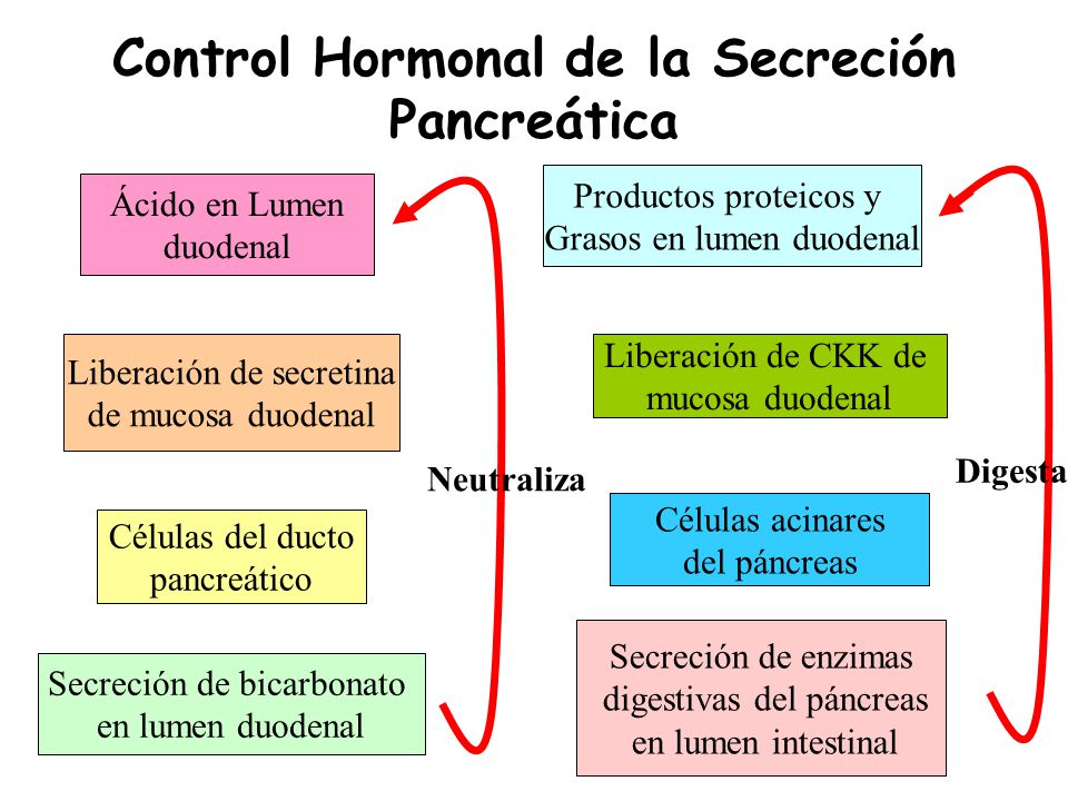 Resultado de imagen para SECRECIÓN gastrointestinal