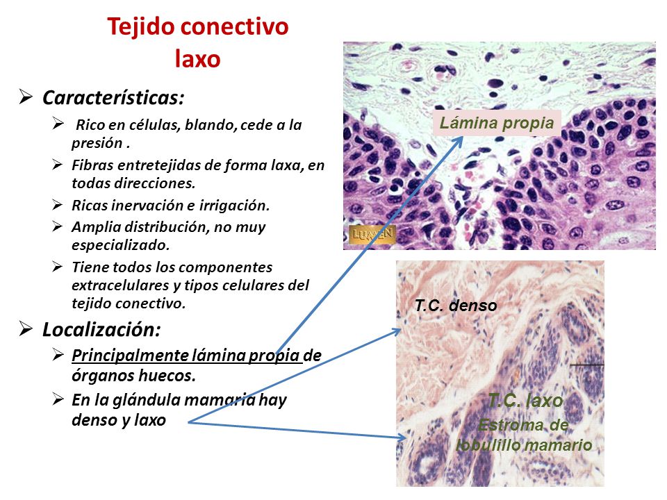 TEJIDO CONECTIVO LAXO tejido conectivo laxo: