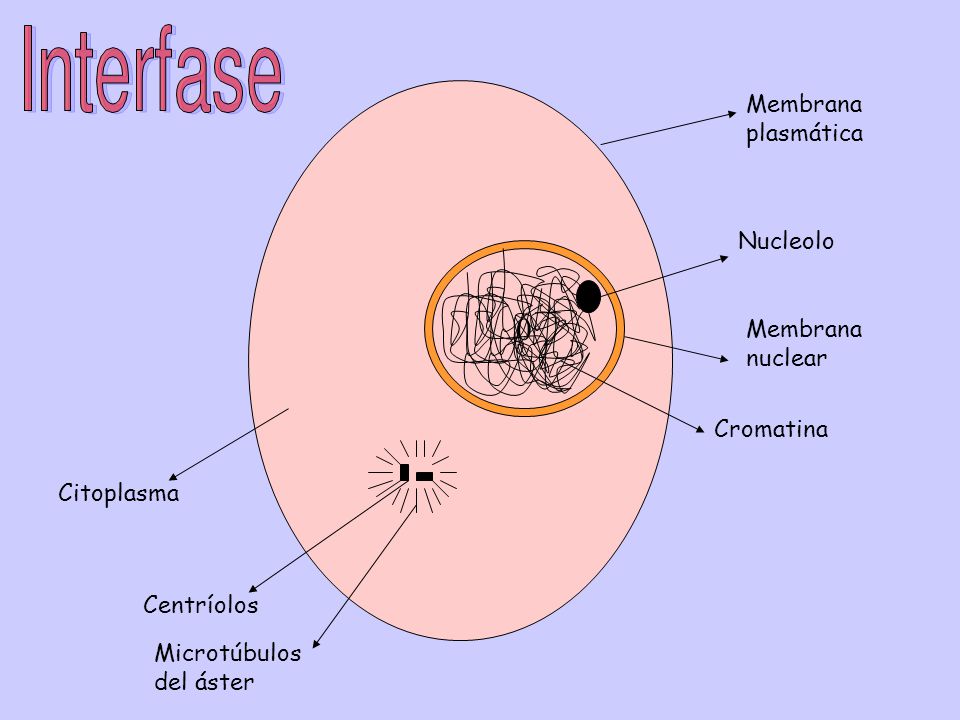0 Membrana plasmática Nucleolo Cromatina Membrana nuclear Citoplasma Centríolos Microtúbulos del áster