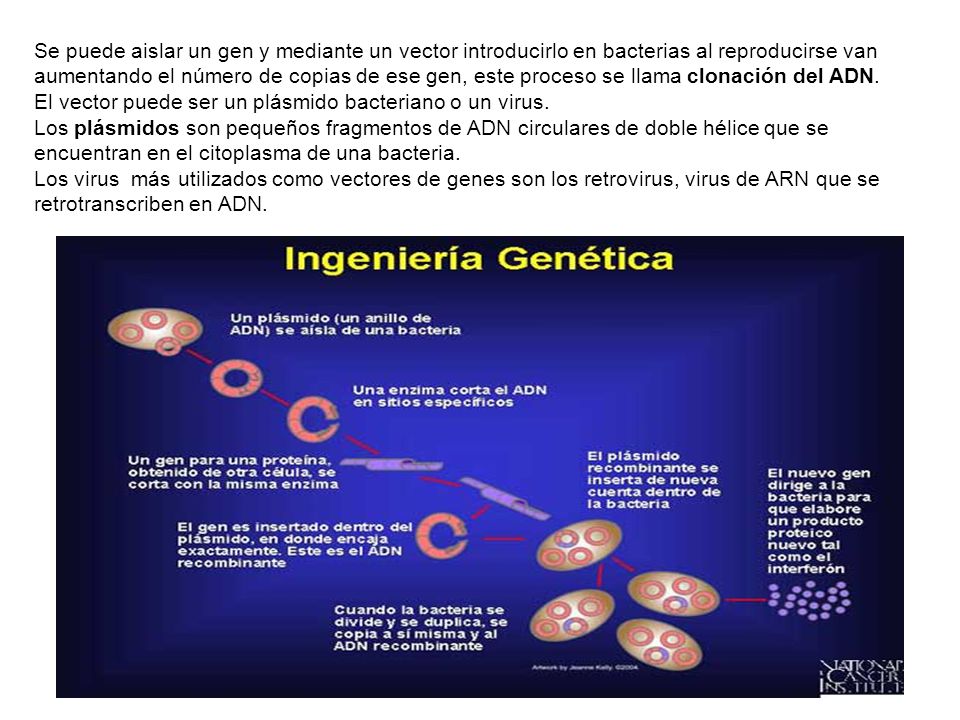 VIRUS Y BACTERIAS EN EL PROCESO DE LA GENETICA virus y bacterias en el proceso de la genetica: