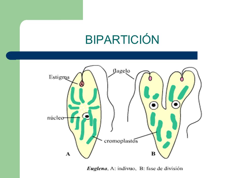 BIPARTICION