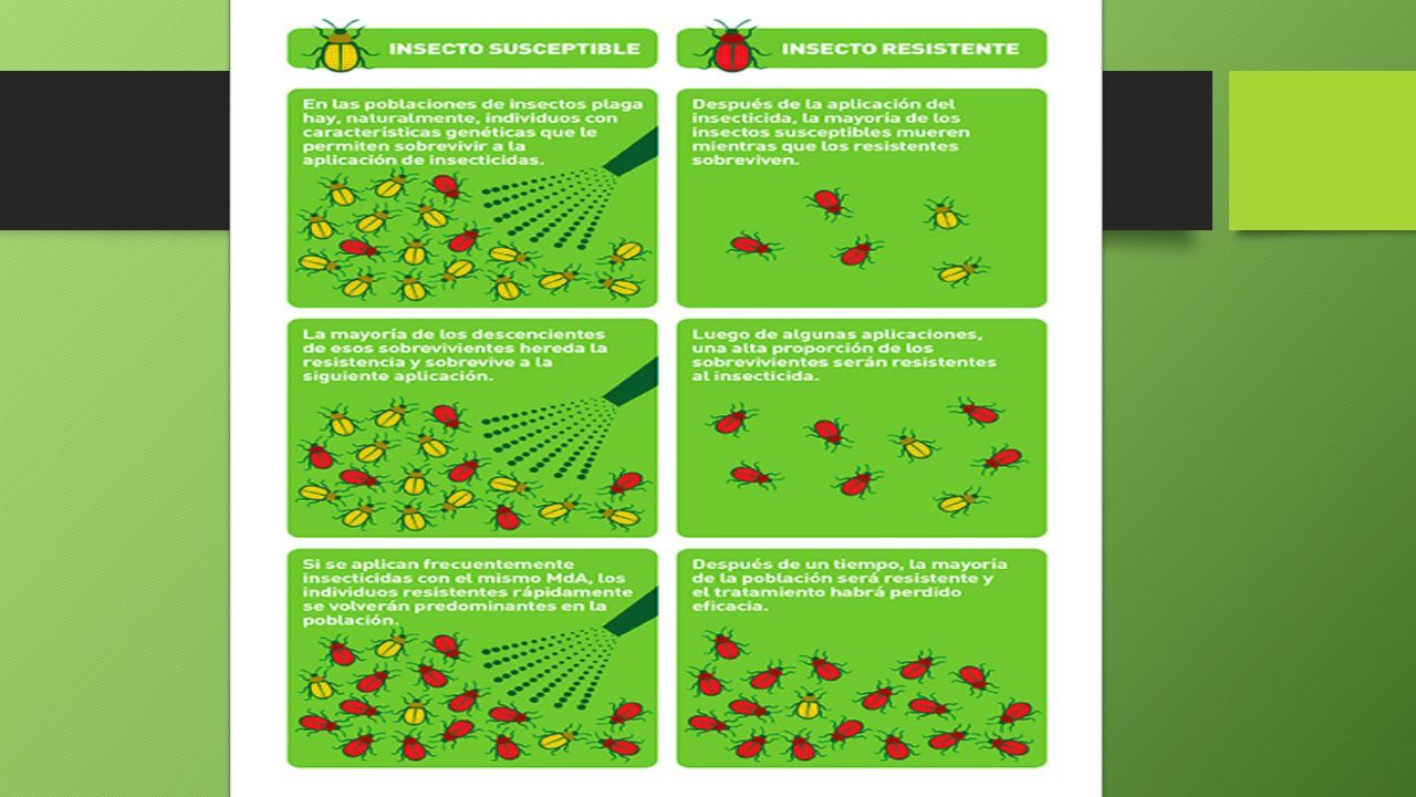 Resistencia De Los Insectos A Los Insecticidas Universidad De