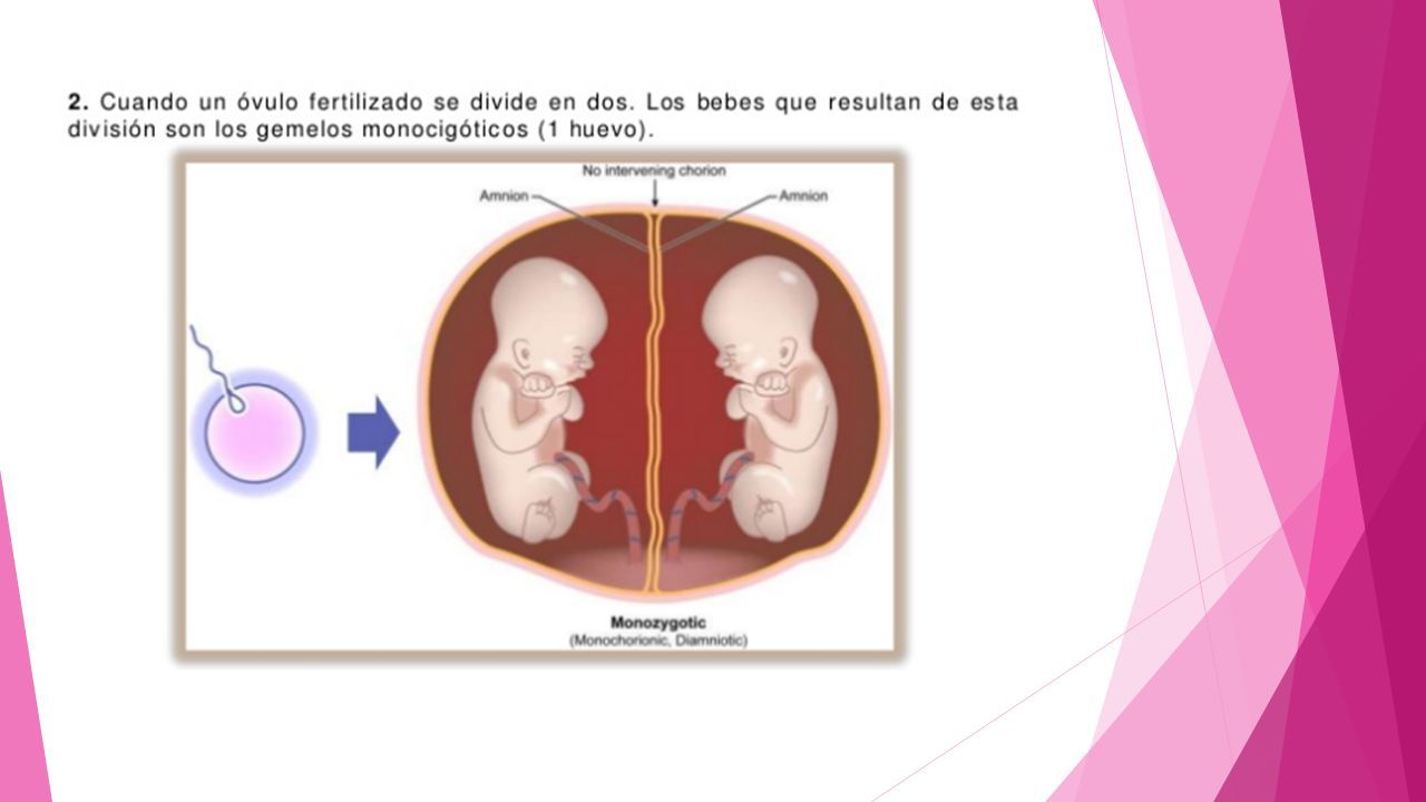 FECUNDACIÓN Y DESARROLLO FETAL Convertirse en padres ppt descargar