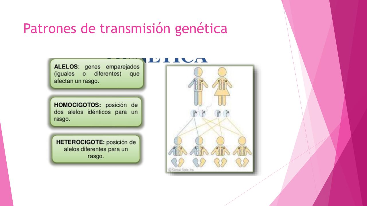 Fecundaci N Y Desarrollo Fetal Convertirse En Padres Ppt Descargar