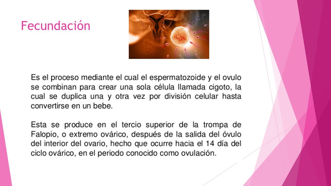 Fecundaci N Y Desarrollo Fetal Convertirse En Padres Ppt Descargar