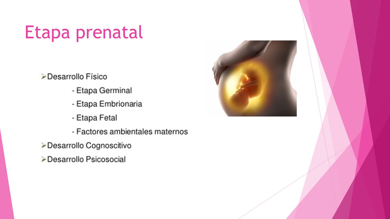 FECUNDACIÓN Y DESARROLLO FETAL Convertirse en padres ppt descargar