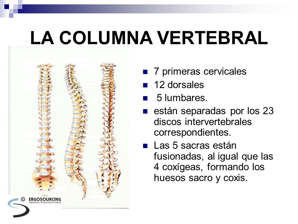 HUESOS COLUMNA VERTEBRAL huesos columna vertebral:
