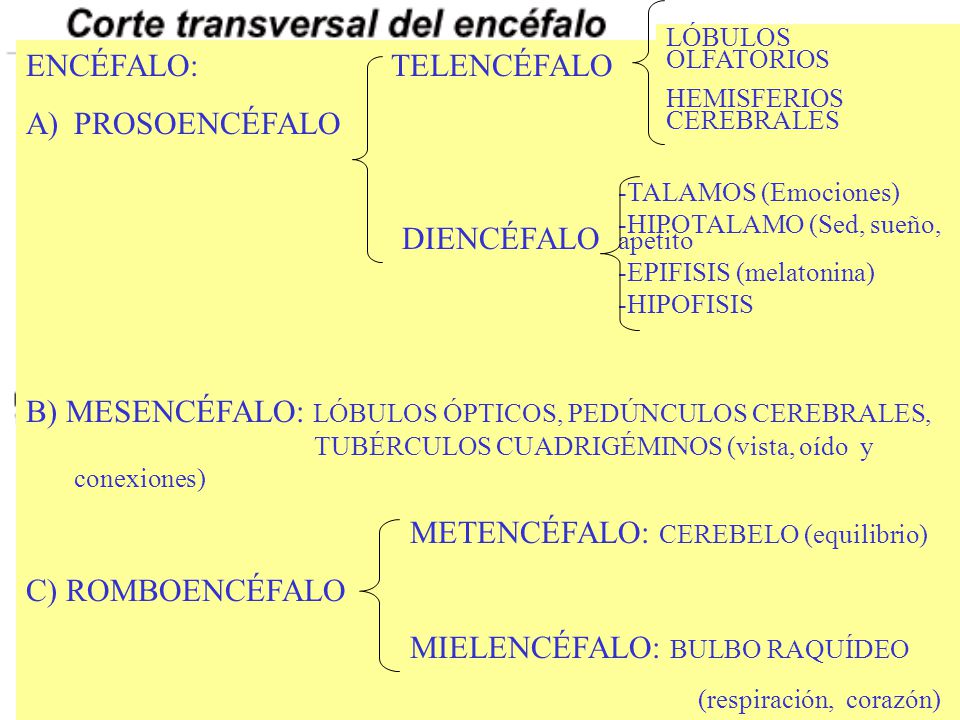 SISTEMA NERVIOSO EN LOS VERTEBRADOS by Marianella