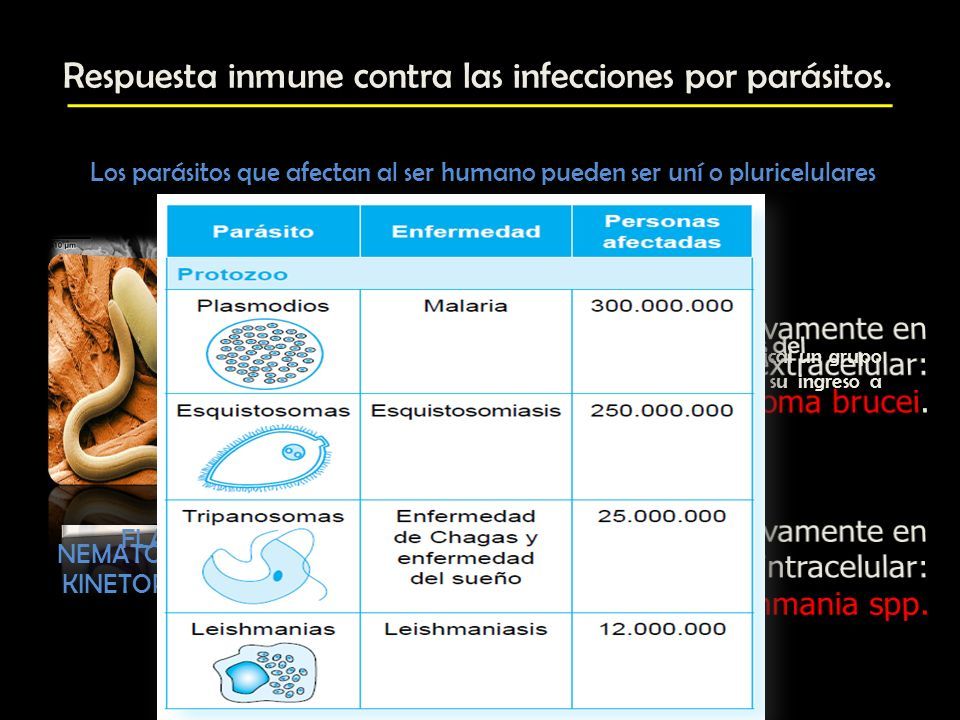 Dr Jimmy Rubio Respuesta Inmune Contra Las Infecciones Por Par Sitos