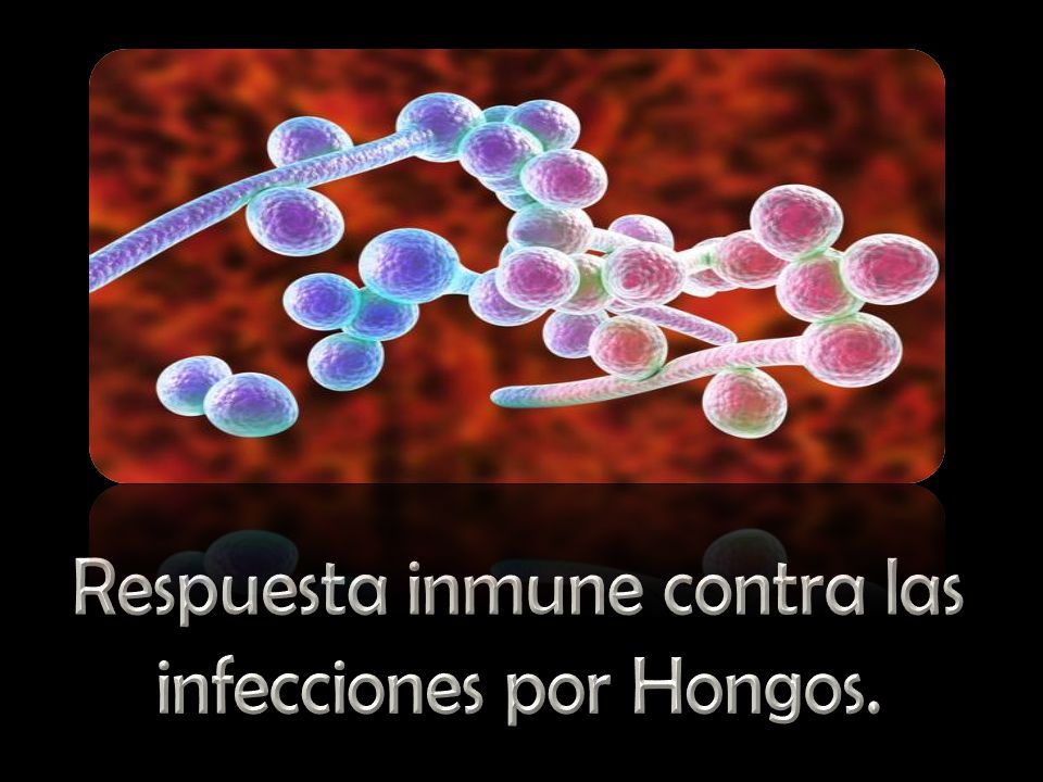 Dr Jimmy Rubio Respuesta Inmune Contra Las Infecciones Por Par Sitos