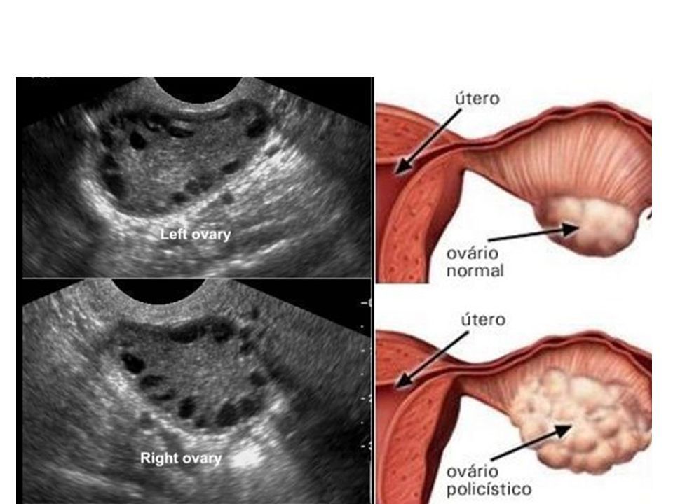 Fisiología Reproductiva La finalidad primordial de la sexualidad no