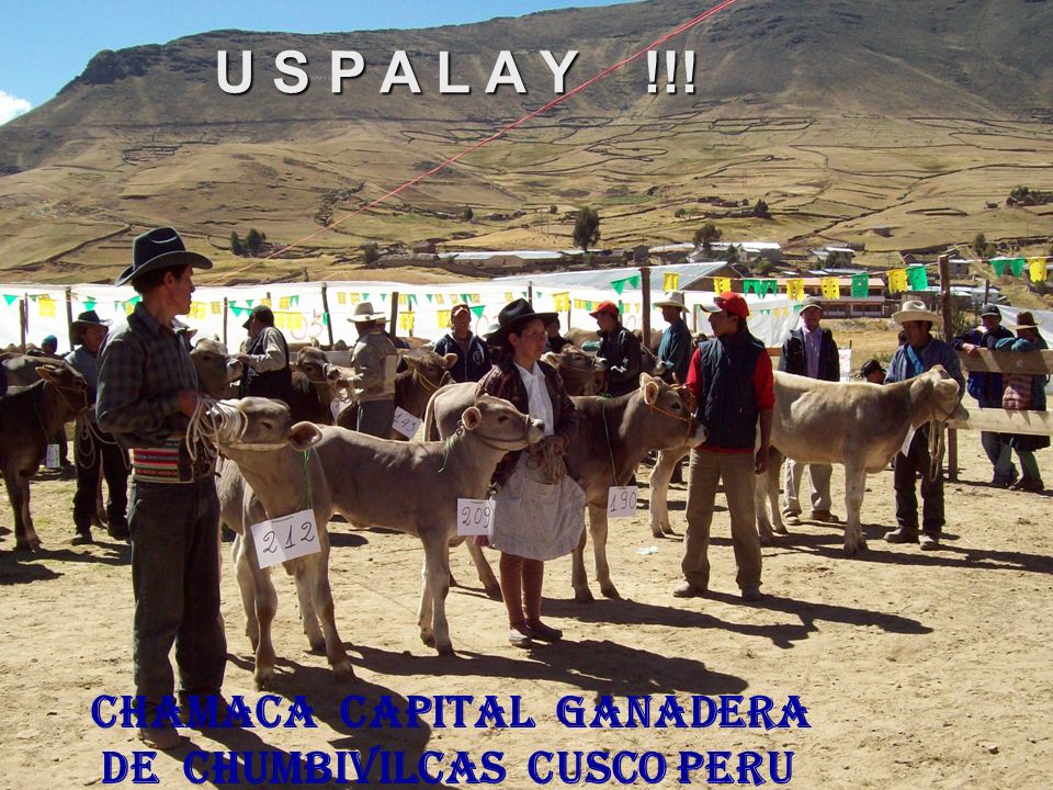 chamaca capital ganadera de Chumbivilcas Cusco PERU U S P A L A Y !!!