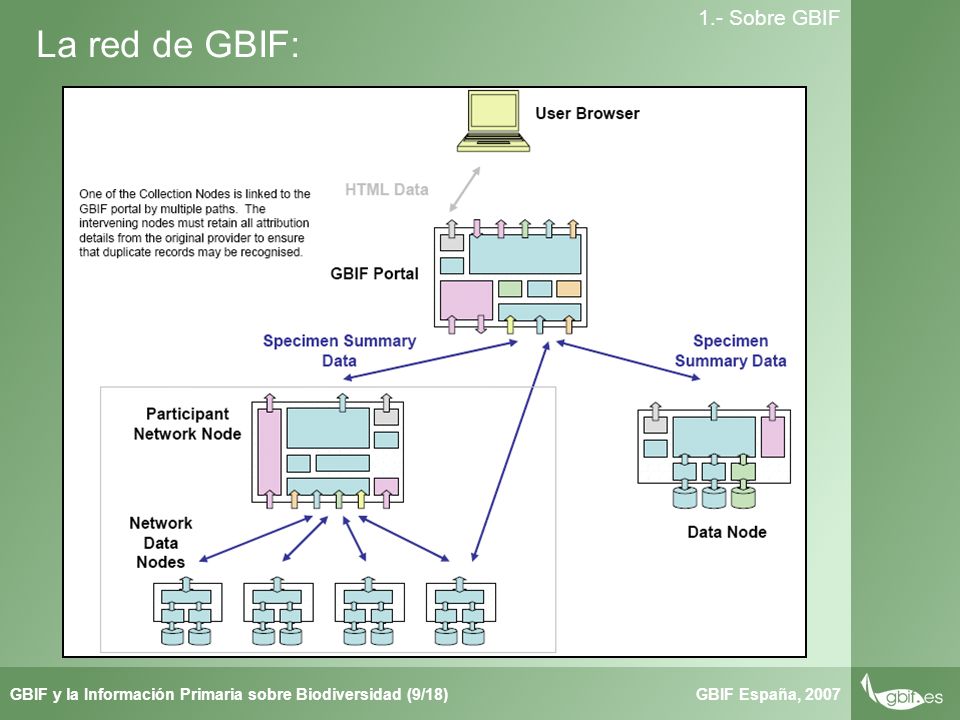 Taller de Herbar GBIF España, 2007GBIF y la Información Primaria sobre Biodiversidad (9/18) 1.- Sobre GBIF La red de GBIF: