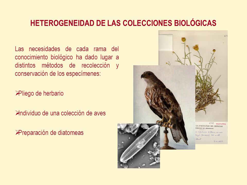 HETEROGENEIDAD DE LAS COLECCIONES BIOLÓGICAS Las necesidades de cada rama del conocimiento biológico ha dado lugar a distintos métodos de recolección y conservación de los especímenes: Pliego de herbario Individuo de una colección de aves Preparación de diatomeas